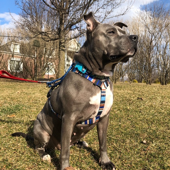 Isabella is being adopted ♥️ - Picture 4 of 8